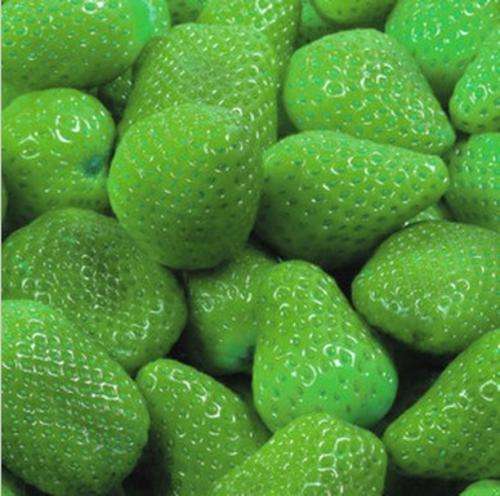 Rare Green Strawberry seeds (packet of 10 seeds)