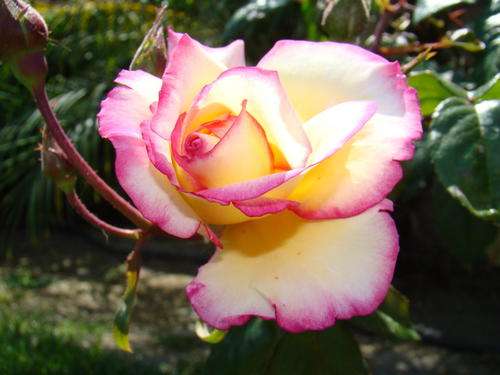 Rare Pink/orange/cream rose seeds (10 seeds per packet)