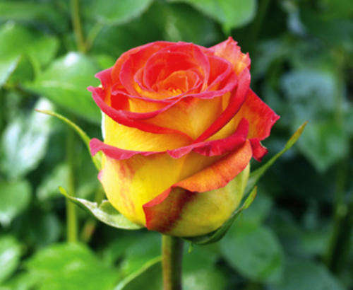 Rare orange rose (packet of 10 seeds)