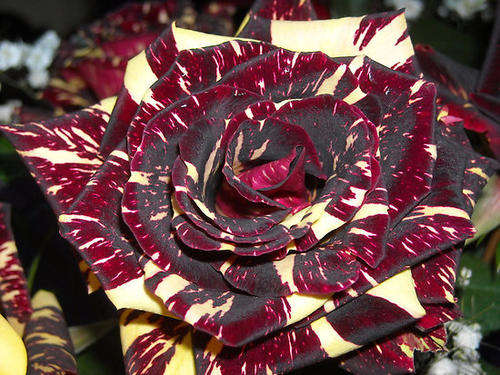 Red Bubble rose seeds (packet of 10 seeds)