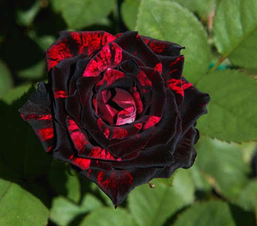 Rare Black/red rose seeds (10 seeds)