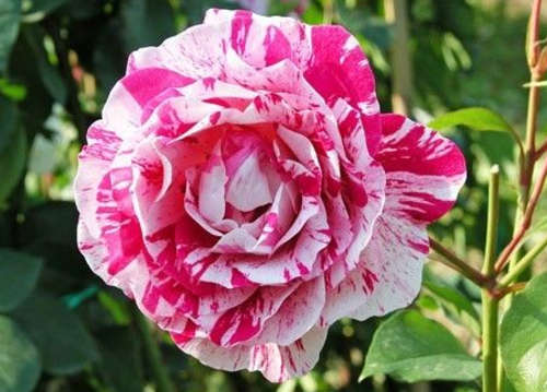 Pink Dragon Rose (10 seeds per packet)