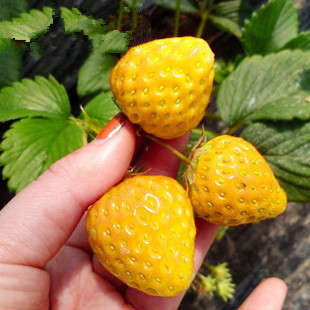 Yellow strawberry seeds (10 seeds)