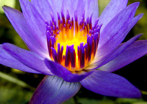 Purple Daisy Lotus Seeds (10 seeds)