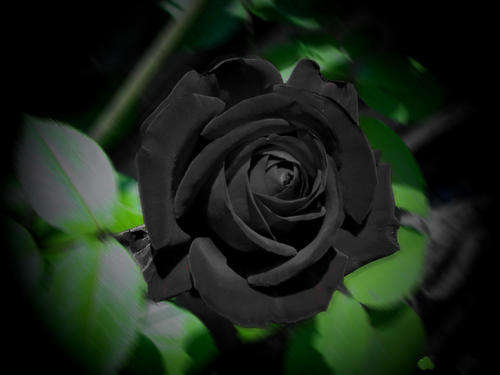 Black rose seeds (Packet of 10 seeds) IN STOCK. Rose seeds orders R250 Plus = Free Delivery