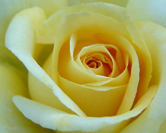 Soft Yellow rose seeds (10 seeds per packet)
