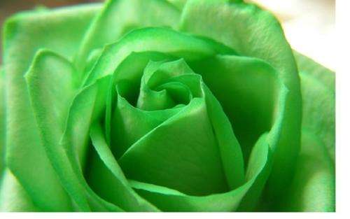 Soft Green rose seeds (10 seeds per packet)