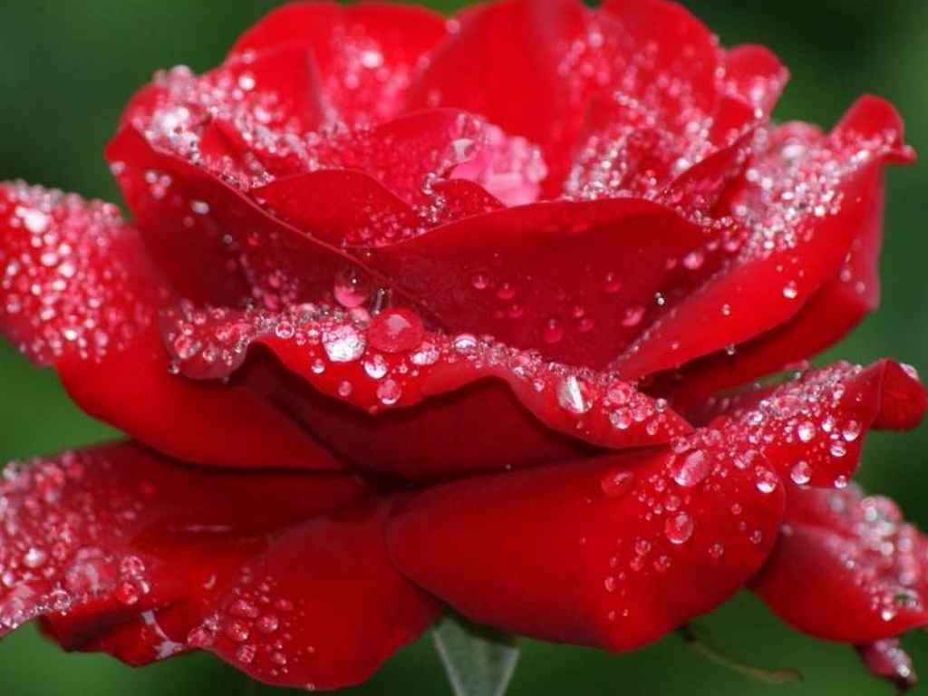 Blood Red rose seeds (Packet of 10 seeds)