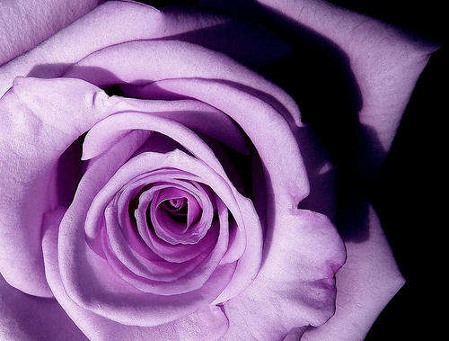 Lavender Rose seeds (Packet of 10 seeds)