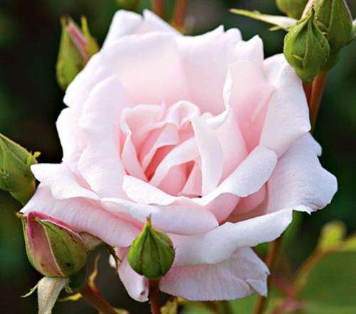 New Dawn Rose seeds (Packet of 10 seeds)