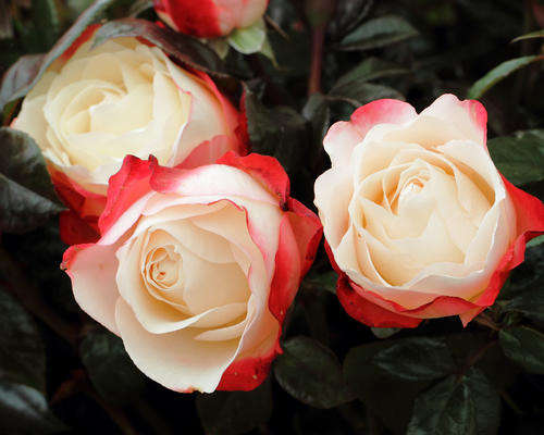 Nostalgia Rose seeds (Packet of 10 seeds)