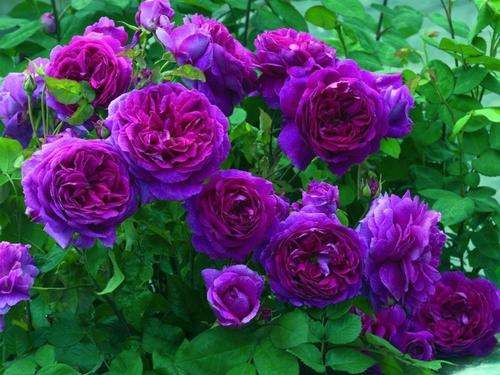 Purple Climbing Rose seeds (Packet of 10 seeds)