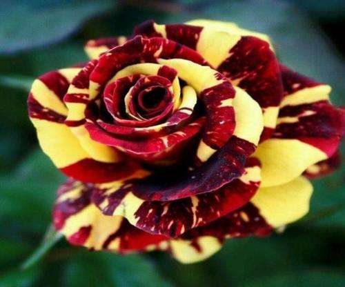 Tiger Striped Rose seeds (Packet of 10 seeds)