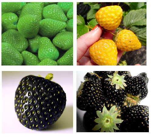 Strawberry Seeds SPECIAL (packet of 10 seeds each colour) Green, Yellow and Black Strawberry