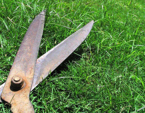 LAWN CARE DIY Step by Step Disk : The Basics of owning a beautiful lawn