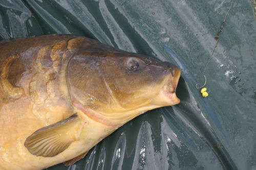 THE ULTIMATE CARP ANGLERS DISK