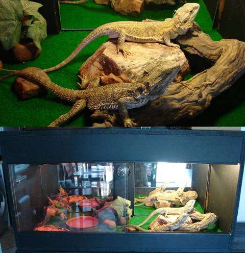 Bearded Dragon Pair with Tank and all accessories