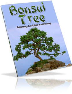 BONSAI TREE TRIMMIMG, SCULPTING AND PRUNING