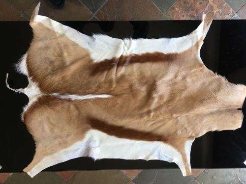 New Springbok Hide