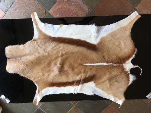 New Springbok Hide