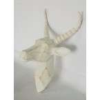 White buck head