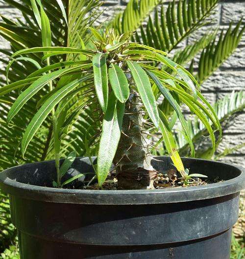Pachypodium Lamerei (Madagascar Palm) 10 Seeds