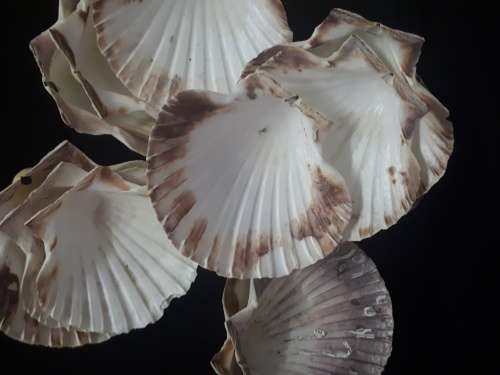 Shell "plates" ideal for a Starter 16 Shells in Pack  CLEARANCE SALE