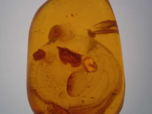 Baltic Amber #1