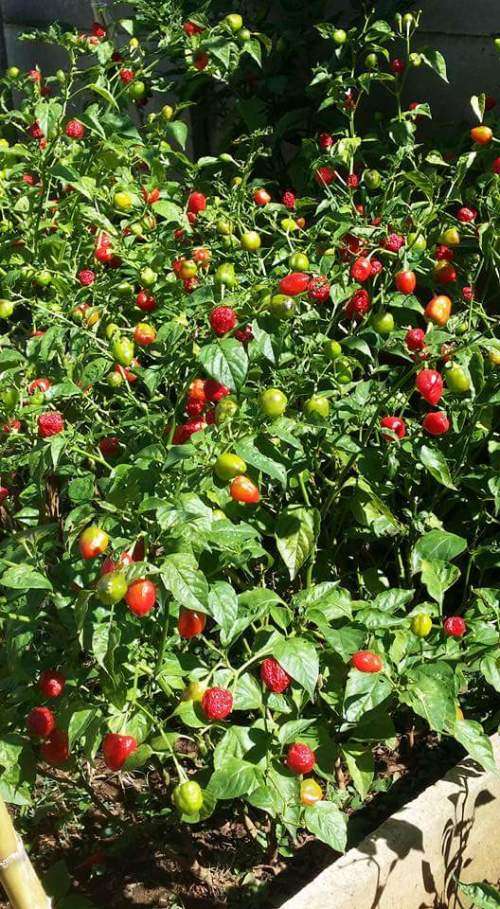 Piquante pepper seeds (peppadew) - 350 plus seeds