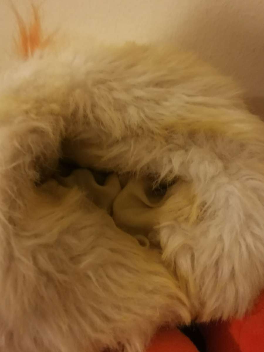 Super Cute Selection of Hand and Finger Puppets