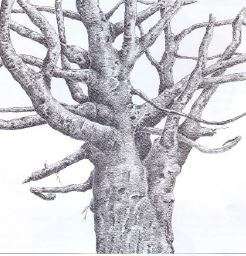 Drawing Trees - Learn how to create beautiful pictures