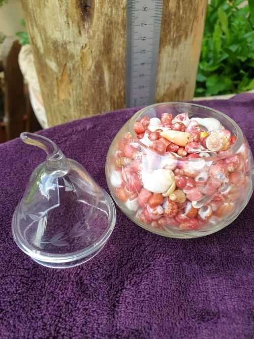 SMALL SHELLS IN A APPLE SHAPE GLASS