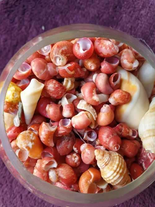 SMALL SHELLS IN A APPLE SHAPE GLASS