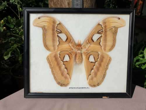A RARE MOUNT OF WORLDS BIGGEST MOTH