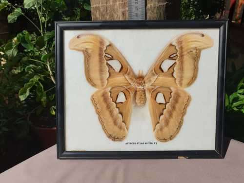 A RARE MOUNT OF WORLDS BIGGEST MOTH