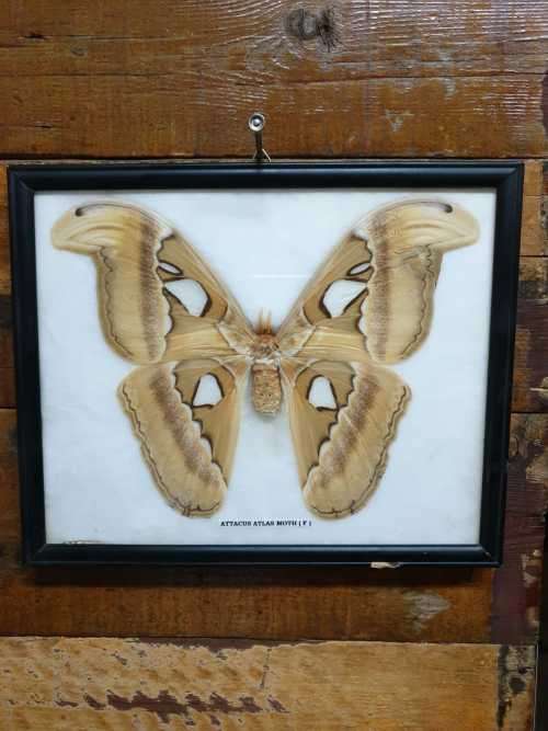 A RARE MOUNT OF WORLDS BIGGEST MOTH