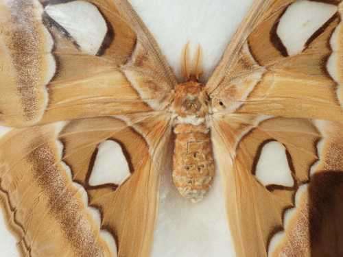 A RARE MOUNT OF WORLDS BIGGEST MOTH