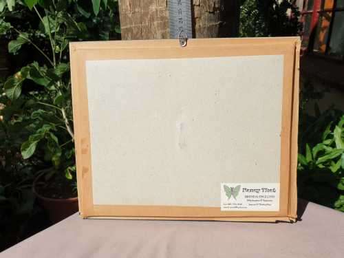 A RARE MOUNT OF WORLDS BIGGEST MOTH