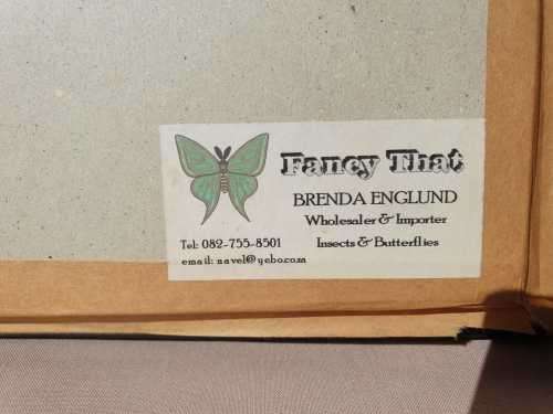 A RARE MOUNT OF WORLDS BIGGEST MOTH