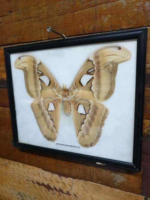 A RARE MOUNT OF WORLDS BIGGEST MOTH