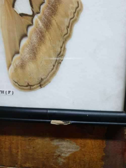 A RARE MOUNT OF WORLDS BIGGEST MOTH