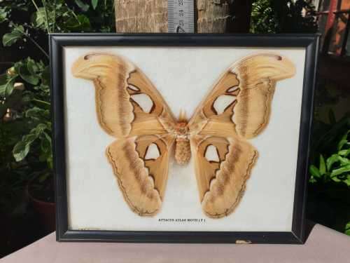 A RARE MOUNT OF WORLDS BIGGEST MOTH