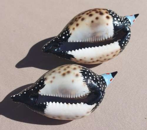 THE CUTEST COWRIE SHELL GUINEAFOWL PAINTED WITH CERAMIC HEADS