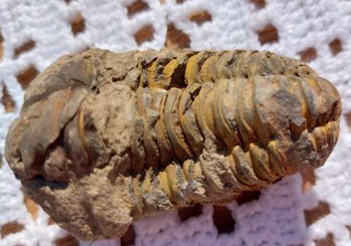 FOSSIL 70MM LONG TRILOBYTE (AT LEAST 230 MILLION YEARS OLD) STILL IN ROCK FORMATION