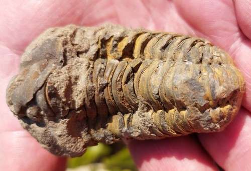 FOSSIL 70MM LONG TRILOBYTE (AT LEAST 230 MILLION YEARS OLD) STILL IN ROCK FORMATION