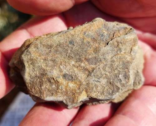 FOSSIL 70MM LONG TRILOBYTE (AT LEAST 230 MILLION YEARS OLD) STILL IN ROCK FORMATION