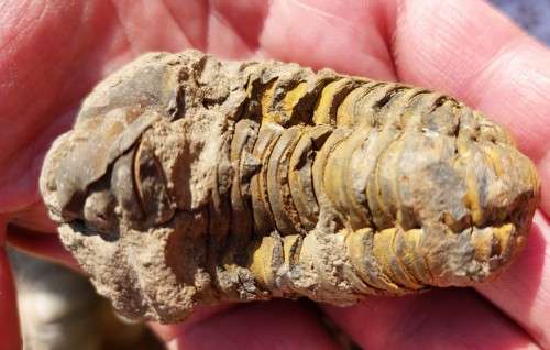 FOSSIL 70MM LONG TRILOBYTE (AT LEAST 230 MILLION YEARS OLD) STILL IN ROCK FORMATION