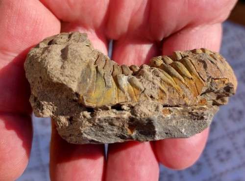 FOSSIL 70MM LONG TRILOBYTE (AT LEAST 230 MILLION YEARS OLD) STILL IN ROCK FORMATION