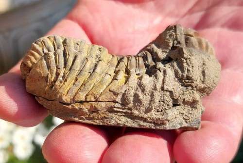 FOSSIL 70MM LONG TRILOBYTE (AT LEAST 230 MILLION YEARS OLD) STILL IN ROCK FORMATION
