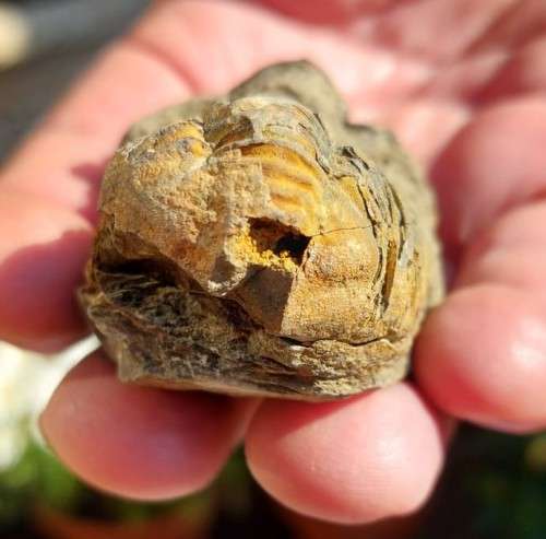 FOSSIL 70MM LONG TRILOBYTE (AT LEAST 230 MILLION YEARS OLD) STILL IN ROCK FORMATION
